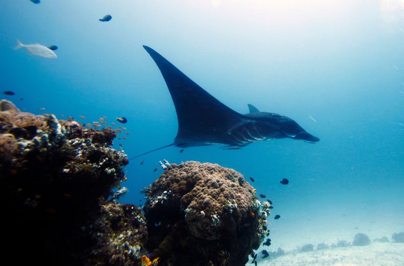 ARCHIVO - Una manta raya nada en aguas próximas a las islas Raja Ampat, Indonesia, el 18 de octubre de 2011. (AP Foto/Herman Harsoyo, archivo)