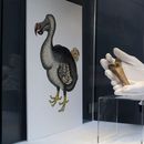Ambicioso plan para traer de vuelta al dodo atrae inversores