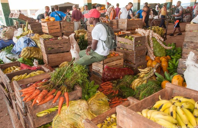 Cuba asegura que su producción agrícola aumento pero los precios de productos como la cebolla son para echarse a llorar.