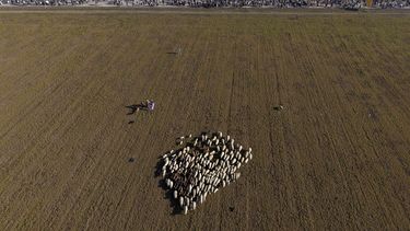 Un rebaño de ovejas se reagrupa mientras estudiantes marchan a través de los campos en el norte de Serbia para protestar por la caída de una cornisa que concretó que mató a 15 personas hace más de dos meses, en Indjija, Serbia, el 31 de enero de 2025. (AP Foto/Armin Durgut)