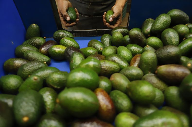 AMN-ECO MEXICO-EEUU-AGUACATES