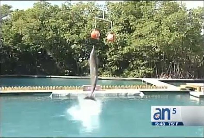 El famoso delfín del Seacuarium de Miami pronosticó hoy qué equipo sería el ganador de la próxima edición del "Orange Bowl".