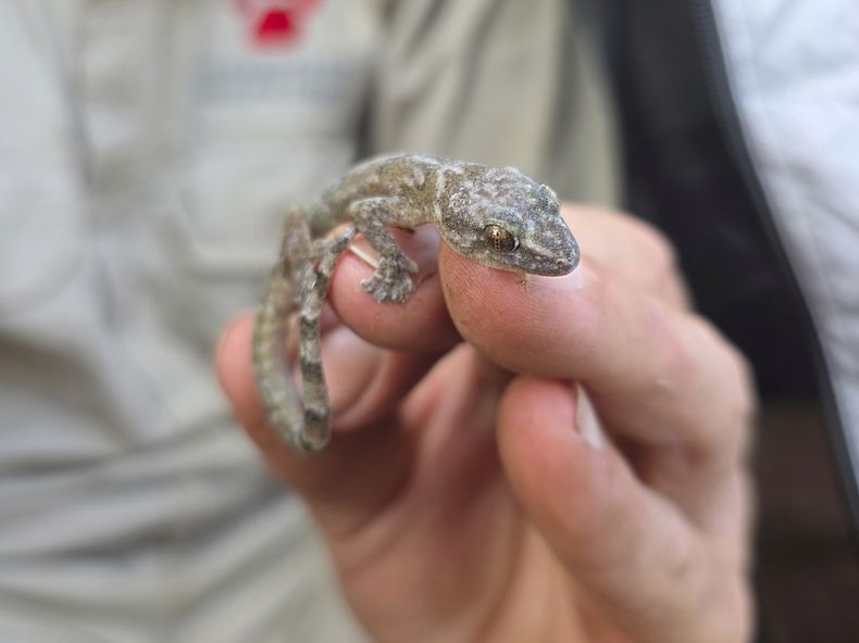 El investigador Darren Pietersen sostiene un un gecko plano del río Blyde --un tipo de lagarto del que no se tenían registros desde su descubrimiento en 1991-- durante un viaje de investigación al cañón del río Blyde, el domingo 13 de abril de 2025, en Sudáfrica. (Endangered Wildlife Trust vía AP)