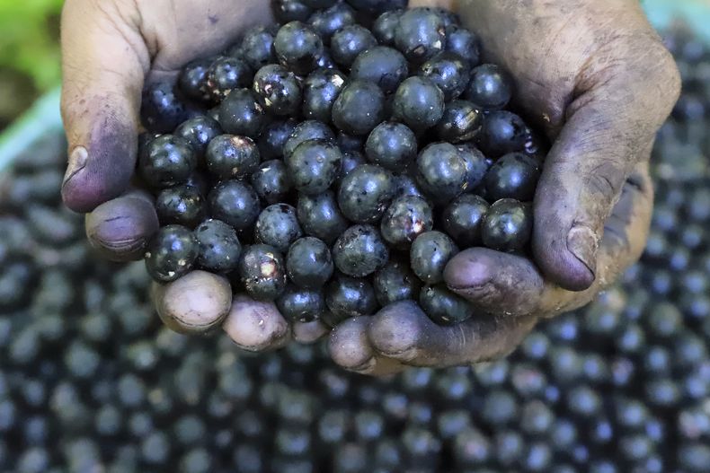 Un trabajador muestra bayas de açaí en sus manos antes de su venta en la isla de Combu, Belém, Brasil, el 5 de agosto de 2025. (AP Foto/Paulo Santos)