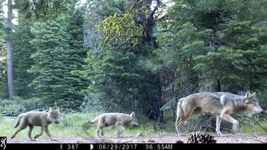 Estudio: Lobos ahuyentan a venados y reducen choques en 24%
