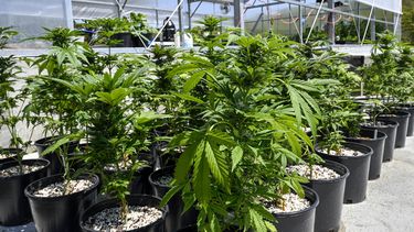 ARCHIVO - Esta fotografía del 12 de mayo de 2023 muestra plantas de marihuana en un vivero protegido en el condado Washington, Nueva York. (AP Foto/Hans Pennink, archivo)