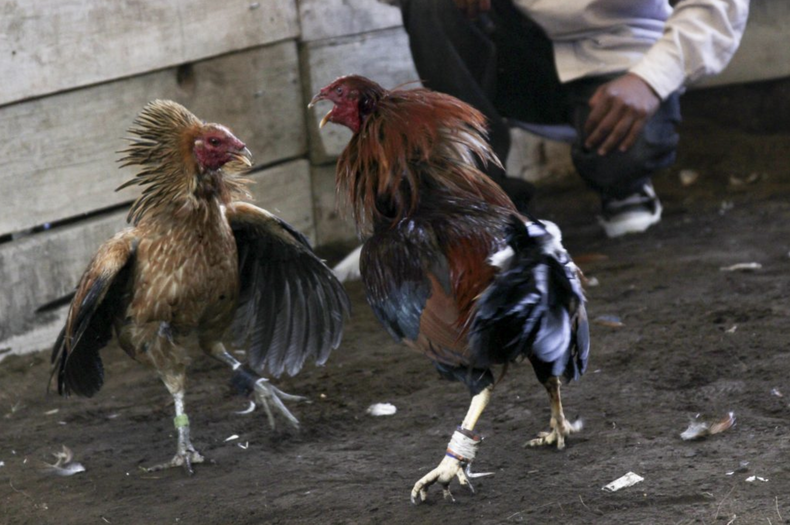 Pelea de gallos.png
