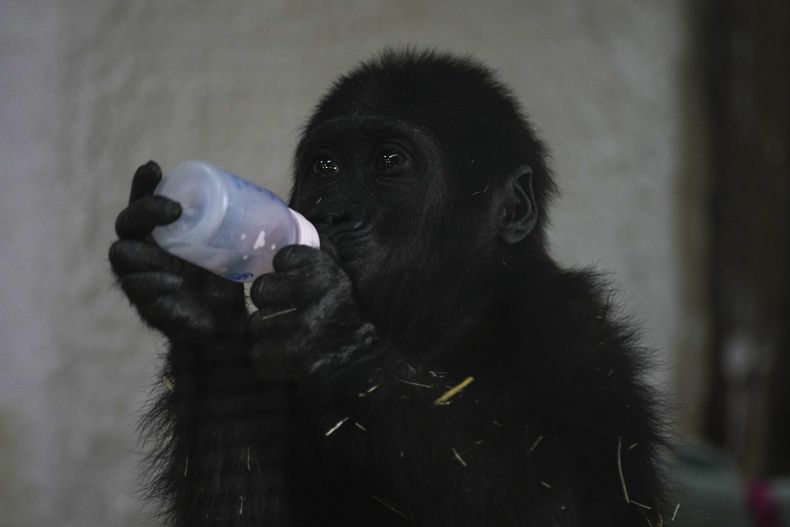 Zeytin, un bebé gorila macho de 5 meses que fue rescatado en el aeropuerto de Estambul, bebe leche en una sección especialmente creada de un zoológico, en Estambul, Turquía, el domingo 12 de enero de 2025. (AP foto/Khalil Hamra)