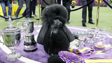 ARCHIVO — Siba, un caniche estándar, posa para fotografías después de ganar el premio Best in Show en la 144a exhibición canina del Westminster Kennel Club, el martes 11 de febrero de 2020, en Nueva York. (Foto AP/John Minchillo, archivo)