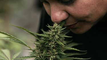 chile: camara baja aprueba proyecto sobre marihuana