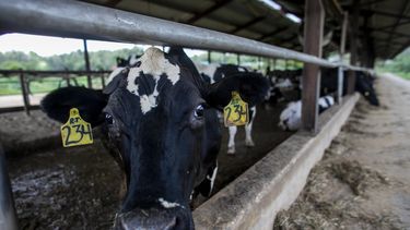baja produccion de alimento para vacas amenaza la industria lechera
