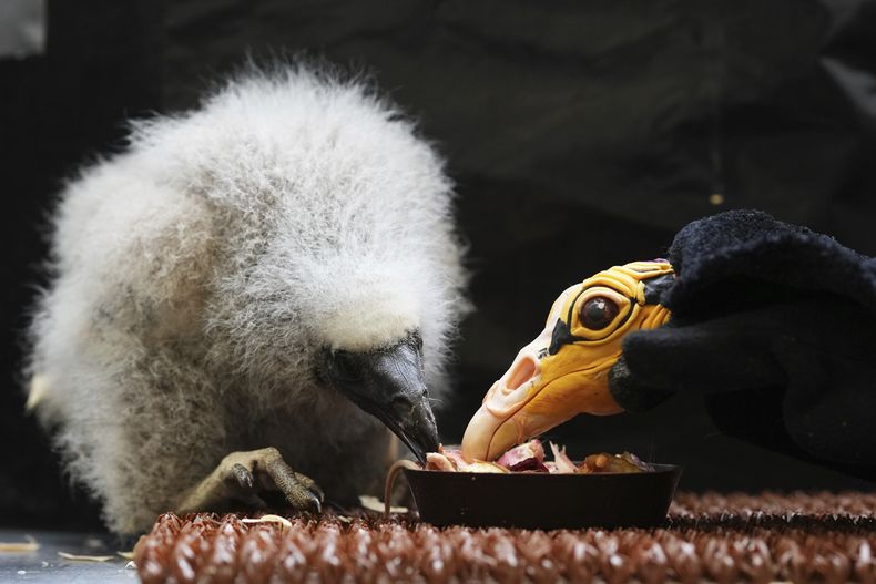 Una cría de aura sabanera, nacida hace tres semanas, es alimentada mediante una marioneta que imita a un ave progenitora en el zoológico de Praga, República Checa, el jueves 24 de julio de 2025. (AP Foto/Petr David Josek)