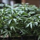 EEUU: la Cámara de Representantes aprobó la despenalización de la marihuana a nivel federal