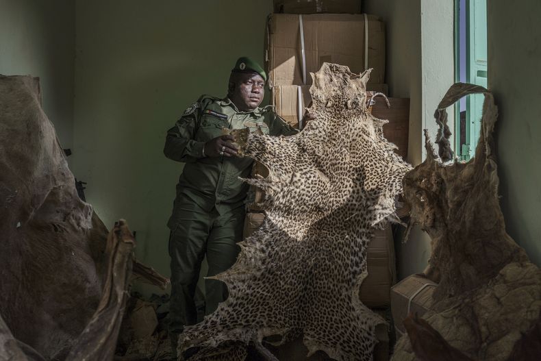 Ousmane Sambou, sargento de la Dirección de Parques Nacionales de Senegal, sostiene una piel de leopardo confiscada en la sede de la DPN, el lunes 13 de enero de 2025, en Tambacounda, Senegal. (AP Foto/Annika Hammerschlag)