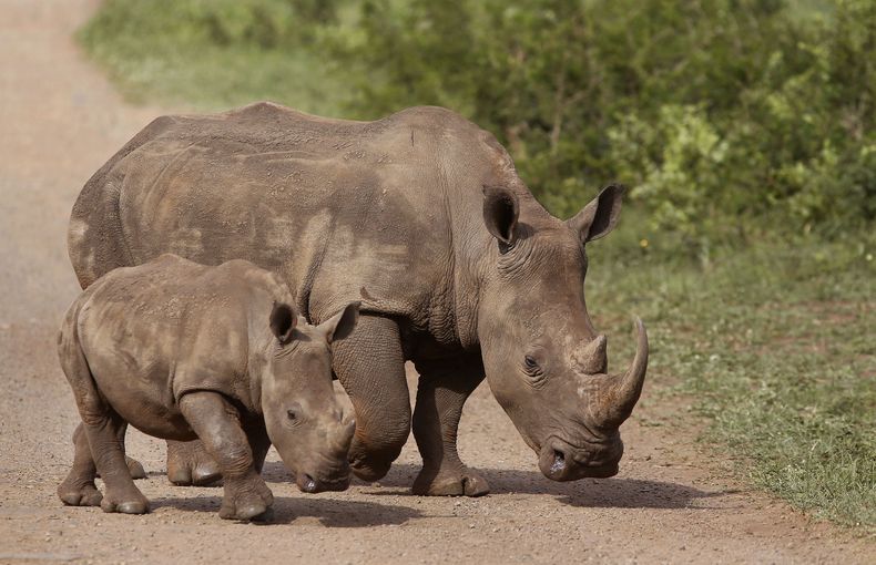 ARCHIVO - En esta fotografía del domingo 20 de diciembre de 2015 se muestran unos rinocerontes en la reserva Hluhluwe-Imfolozi, en Sudáfrica. (AP Foto/Schalk van Zuydam, Archivo)