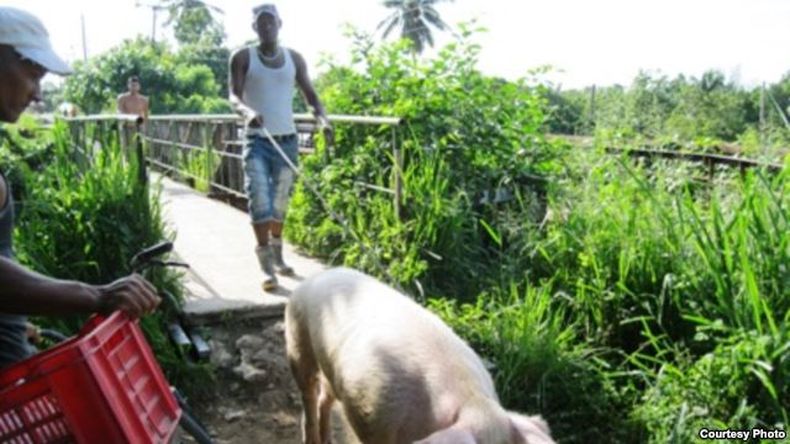 Un buen ejemplar puede convertirse en una verdadera "mina de oro"...