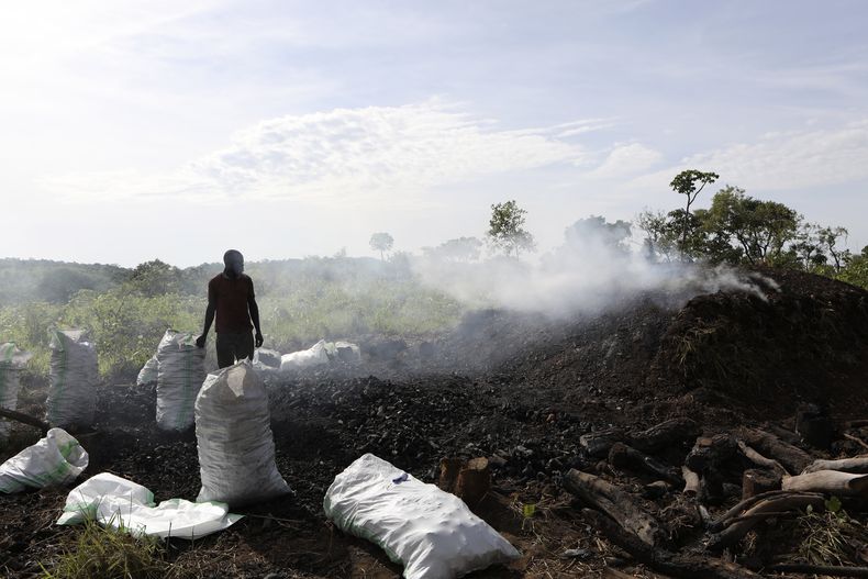 Deo Ssenyimba observa una pila de leña que arde para convertirla en carbón, el 27 de mayo de 2023, en Gulu, Uganda. (AP Foto/Hajarah Nalwadda)