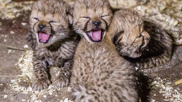 americateve | En esta imagen suministrada por el Zool&oacute;gico de Praga, tomada el 1 de diciembre del 2014, se ve a tre de los cuatro cachorros de guepardo nacidos en cautiverio el 21 de noviembre. (AP Foto/Petr Hamern&iacute;k, Zoo Praha)