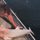 FUERTE VIDEO: Un tiburón devora el brazo de un hombre, ¿pero quién es la víctima?