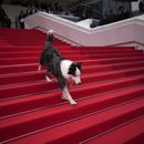 El perro Messi posa a su llegada a la ceremonia y el estreno de la película The Second Act en la 77ª edición del Festival de Cine de Cannes en Francia el martes 14 de mayo de 2024. (Foto Daniel Cole/Invision/AP)
