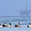 Trump incrementará la extracción petrolera en el mar
