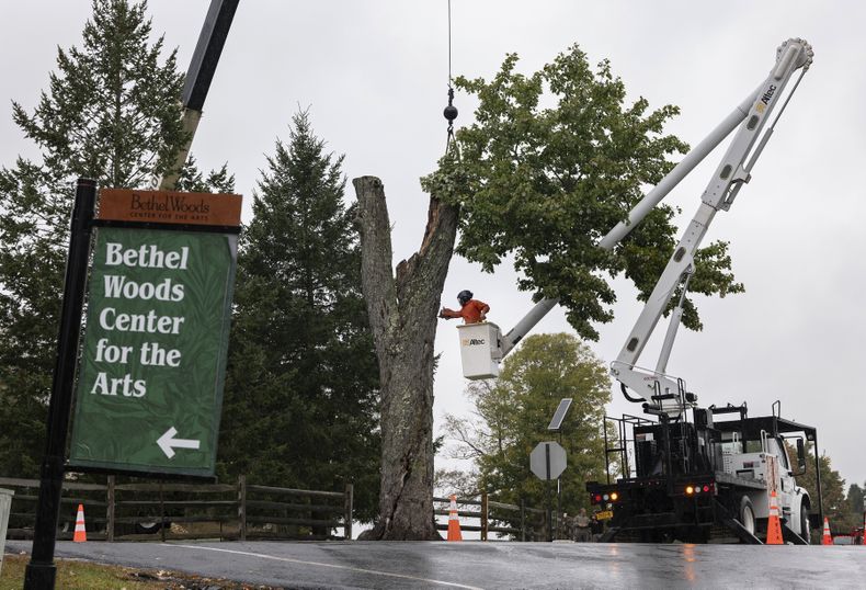 El Árbol de los Mensajes, un árbol del legendario festival de Woodstock de 1969 utilizado por los asistentes al concierto como una especie de tablero de mensajes, es talado el miércoles 25 de septiembre de 2024 en el Centro para las Artes Bethel Woods en Bethel, Nueva York, lugar del concierto histórico y festival de arte de 1969. (Foto AP/Craig Ruttle)