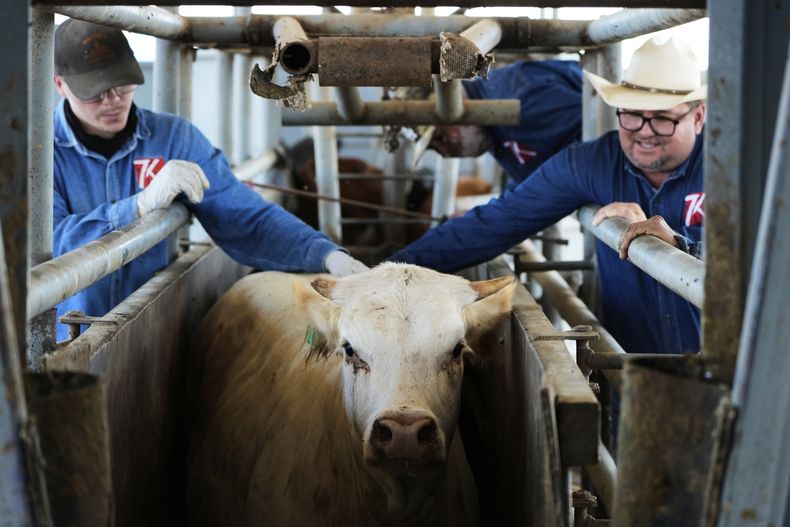 Dos vaqueros empujan una vaca para que sea inspeccionada por un veterinario en una hacienda que exporta ganado a Estados Unidos, el lunes 28 de julio de 2025, en Zamora, en el norte de México. (AP Foto/Fernando Llano)