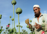 los talibanes habian anunciado que prohibirian el opio en afganistan, pero crecen el consumo y el mercado negro