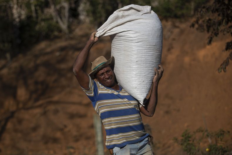 El productor de café Jose Natal da Silva carga un saco de granos de café en su plantación en Porciuncula, en el estado de Río de Janeiro, Brasil, el 17 de julio de 2025. (AP Foto/Bruna Prado)