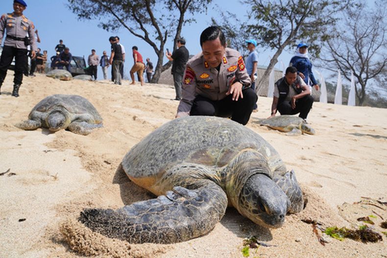 Policías liberan tortugas marinas de vuelta al mar en la playa de Serangan, después de que los animales fueran encontrados y confiscados en un bote aparentemente abandonado por traficantes de fauna silvestre que huyeron de una operación policial, en la isla de Bali, Indonesia, el martes 13 de octubre de 2026. (AP Foto/Firdia Lisnawati)