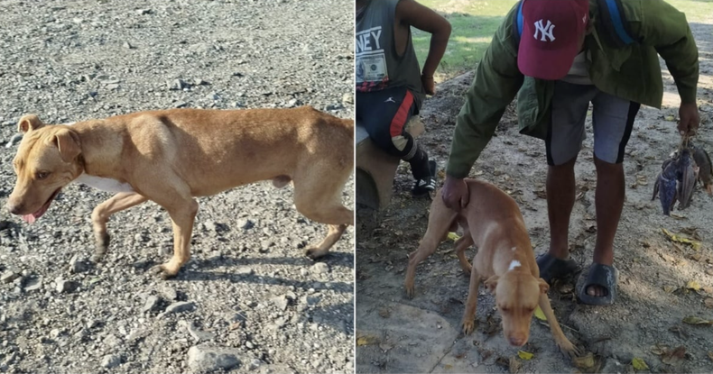 Perrito cuba
