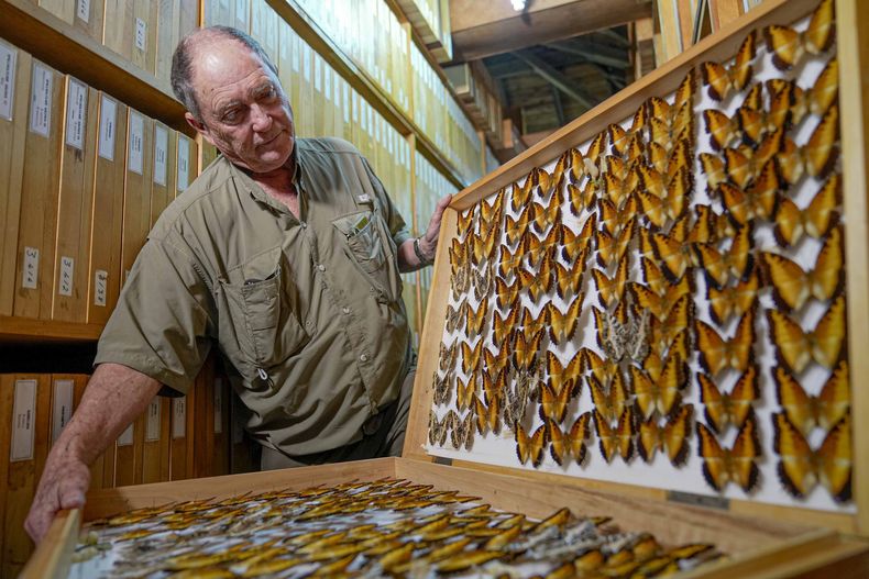 Steve Collins, coleccionista de mariposas y fundador del Instituto de Investigación de Mariposas Africanas (ABRI), muestra parte de la colección en Nairobi, Kenia, el lunes 9 de diciembre de 2024. (AP Foto/Brian Inganga)