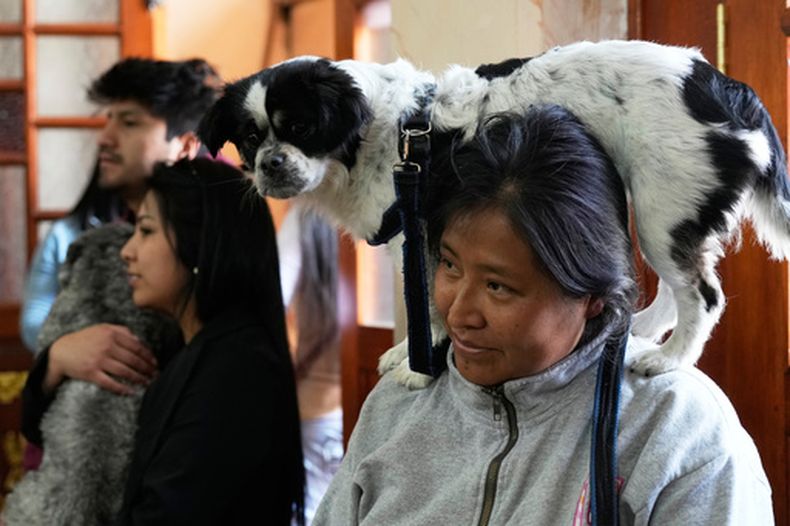 Una mujer que lleva a su perro sobre los hombros asiste a misa en la parroquia del Gran Poder con motivo de la festividad de San Roque, el santo patrón de los perros, el domingo 16 de agosto de 2026, en La Paz, Bolivia. (AP Foto/Juan Karita)