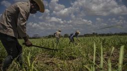 cuba iniciara en noviembre zafra azucarera tras la peor cosecha en un siglo