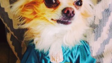 americateve | Conozca cuáles son los ciclos más importantes en cada animal.