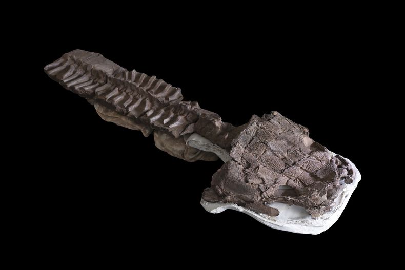 Esta imagen del 2 de julio de 2018, proporcionada por Claudia Marsicano, muestra una imagen del esqueleto casi completo de fósiles recuperados en Namibia de una criatura gigante parecida a una salamandra en el laboratorio de paleontología de Ciudad del Cabo, Sudáfrica. (Claudia Marsicano vía AP)