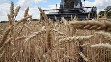 rusia suspende el acuerdo de exportacion de grano a traves del mar negro