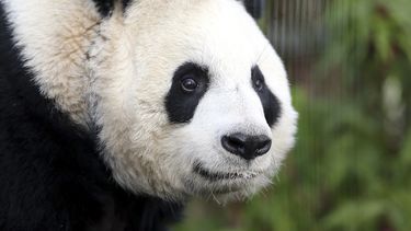 americateve | ARCHIVO - Foto de archivo, 16 de diciembre de 2013, de la panda gigante Tian Tian en el zool&oacute;gico de Edimburgo, Escocia. Funcionarios del zool&oacute;gico dijeron el martes 12 de agosto de 2014 que la panda parece estar embarazada. (AP Foto/Scott H