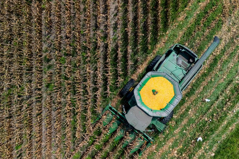 ARCHIVO – Un agricultor cosecha maíz el 29 de julio de 2025 cerca de Albany, Georgia. (AP Foto/Mike Stewart, Archivo)