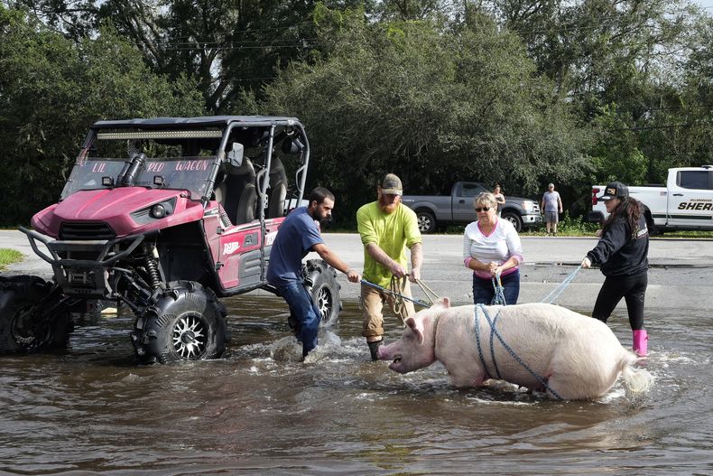 Miembros de The Farmers Friend rescatan a un cerdo de unas inundaciones, el viernes 11 de octubre de 2021, en Lithia, Florida, tras el paso del huracán Milton. (AP Foto/Chris OMeara)