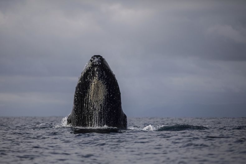 Una ballena jorobada emerge en las aguas de Bahía Solano, Colombia, el martes 29 de agosto de 2023. (AP Foto/Iván Valencia)