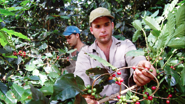 El régimen sube el salario de los recolectores de café a entre cuatro y seis CUC por lata