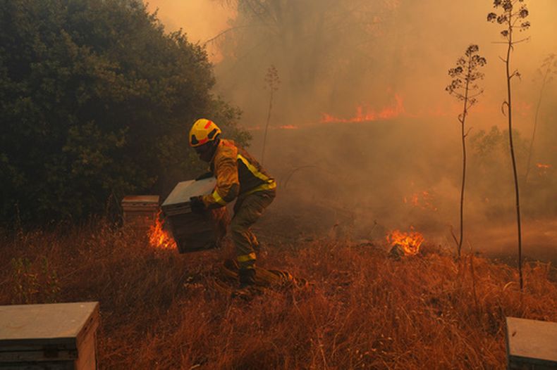 ARCHIVO – Un bombero retira del fuego varios panales mientras combate un incendio forestal en San Martin de Valdeiglesias, al oeste de Madrid, España, el 26 de julio de 2026. (AP Foto/Manu Fernandez, Archivo)