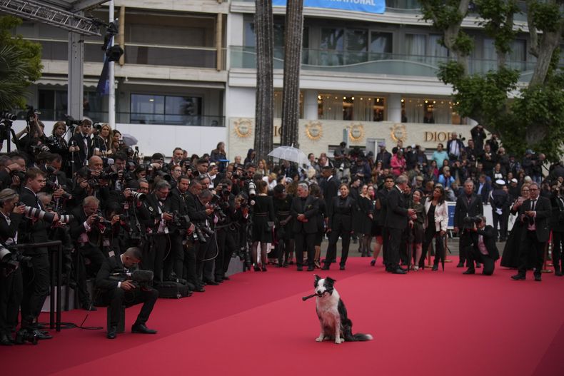 El perro Messi posa a su llegada a la ceremonia de apertura y el estreno de la película The Second Act en la 77ª edición del Festival de Cine de Cannes en Francia el martes 14 de mayo de 2024. (Foto Daniel Cole/Invision/AP)