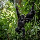 Dos bebés gorilas en el Parque Nacional Bwindi en Uganda, el 3 de abril del 2021. (AP foto)
