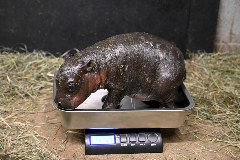 Esta fotografía proporcionada por el Zoológico Metropolitano de Richmond muestra una cría de hipopótamo pigmeo durante una revisión veterinaria el 14 de diciembre de 2024, en Moseley, Virginia. (Metro Richmond Zoo vía AP)