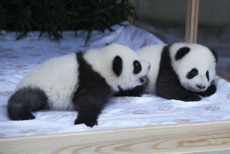 Los pandas recién nacidos, Meng Hao y Meng Tian o Leni y Lotti, en su recinto durante la presentación oficial de sus nombres, en el zoo de Berlín, Alemania, el 6 de diciembre de 2024. (AP Foto/Markus Schreiber)