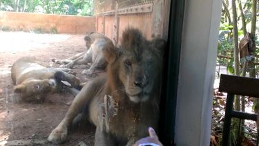 inspeccionan zoologico de mayagüez