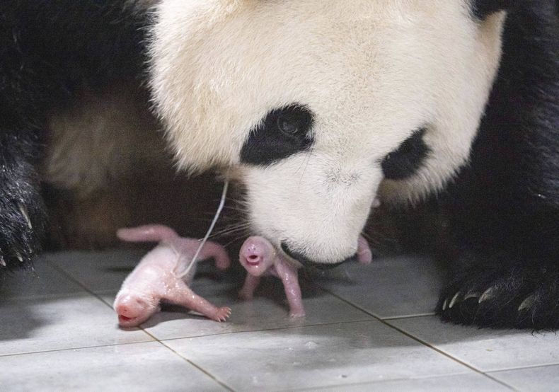 Esta imagen proporcionada por Samsung C&T Corp. muestra a la hembra de panda gigante Ai Bao y sus cachorros gemelos en un parque temático en Yongin, Corea del Sur, el viernes 7 de julio de 2023. (Samsung C&T Corp. via AP)