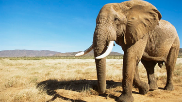 un turista saudi murio tras ser embestido por un elefante durante un safari en uganda